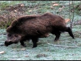 fucked wild boar