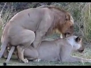 sunney lion sex